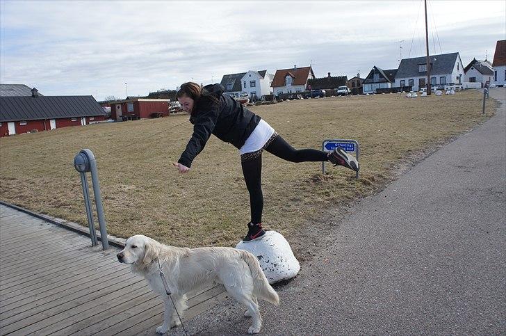 Golden retriever | Buller - Buller står så fint og venter. billede 18