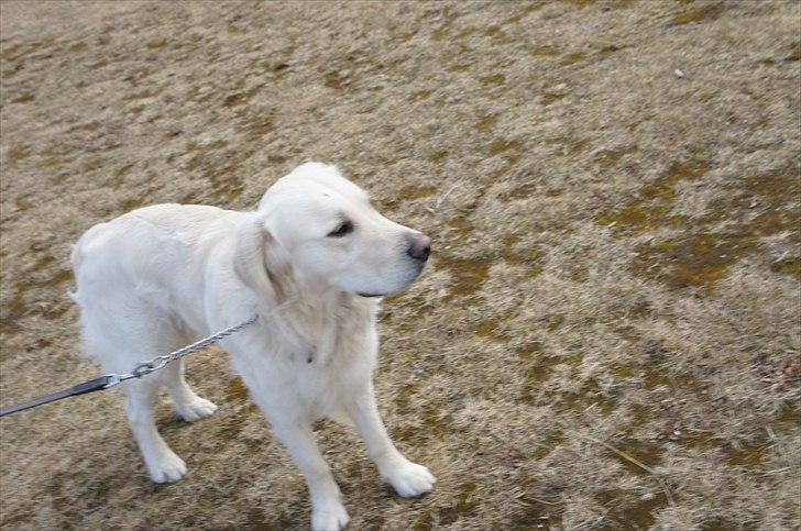 Golden retriever | Buller billede 19