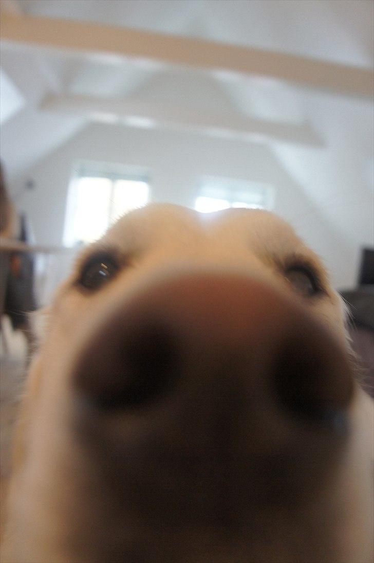 Golden retriever | Buller - Hahaha -'hvad er det der for en tingest?' siger Buller. Han er lidt fatsvag engang i mellem :-P. billede 20