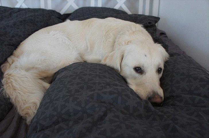 Golden retriever | Buller - Har lagt sig godt til rette i sengen. billede 13