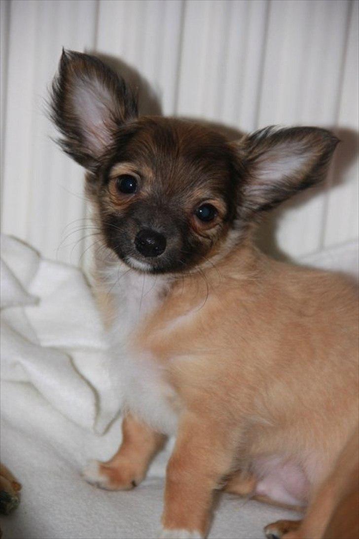 Chihuahua Sidney billede 1