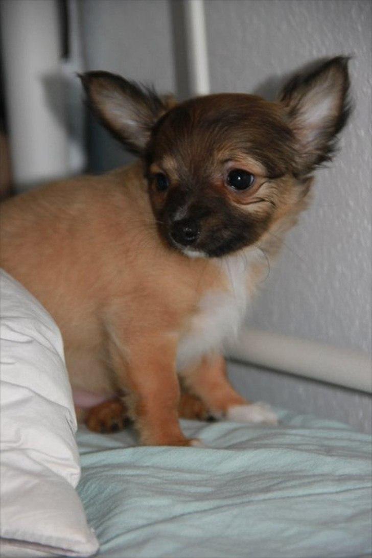 Chihuahua Sidney billede 3