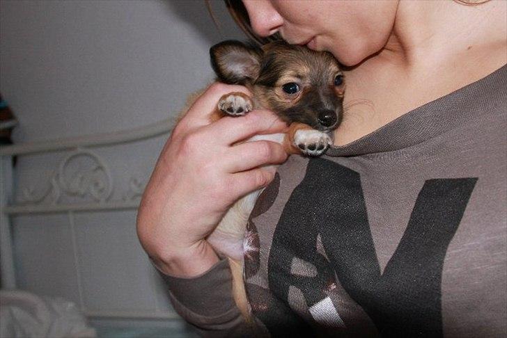 Chihuahua Sidney billede 4