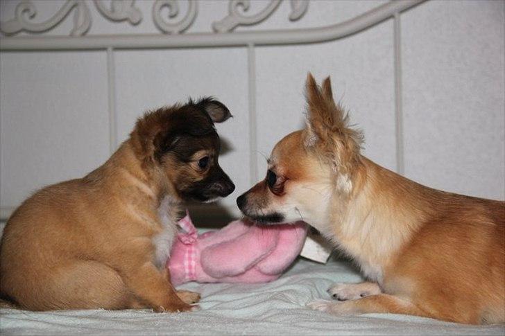 Chihuahua Sidney - Sidney & Paris <3 billede 5