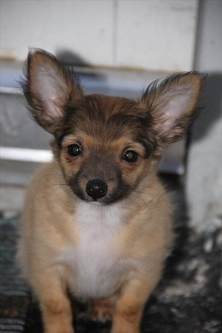 Chihuahua Sidney billede 6