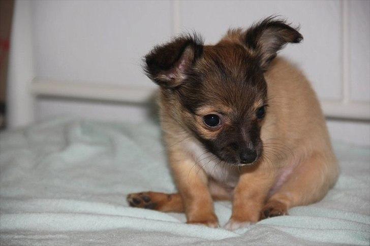 Chihuahua Sidney billede 8