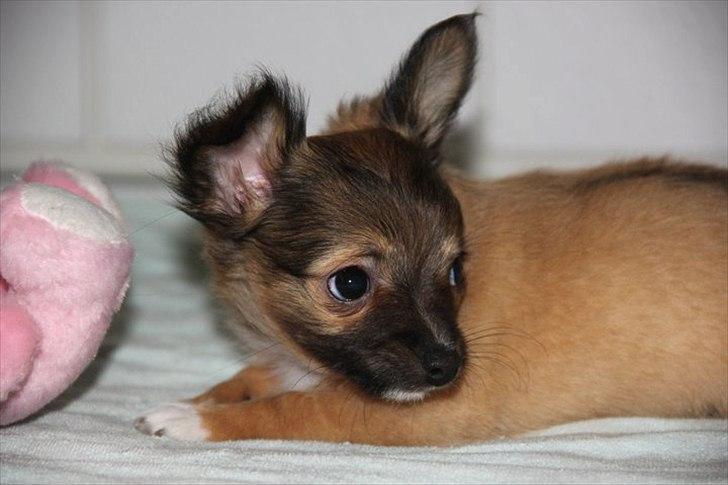 Chihuahua Sidney billede 9