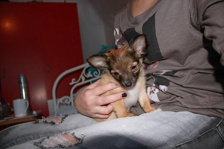 Chihuahua Sidney billede 10