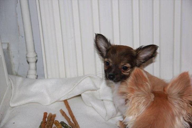 Chihuahua Sidney billede 11