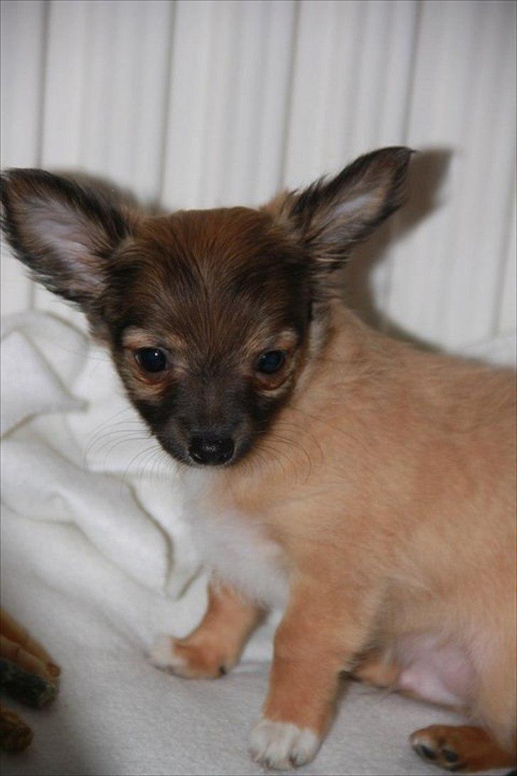 Chihuahua Sidney billede 12