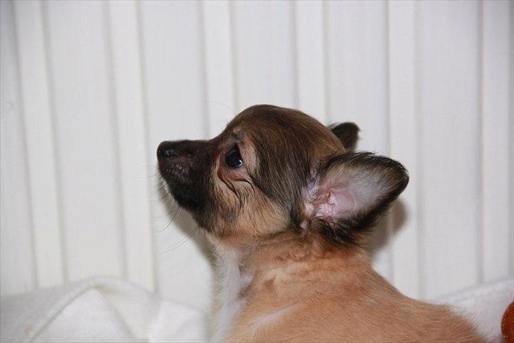 Chihuahua Sidney billede 13