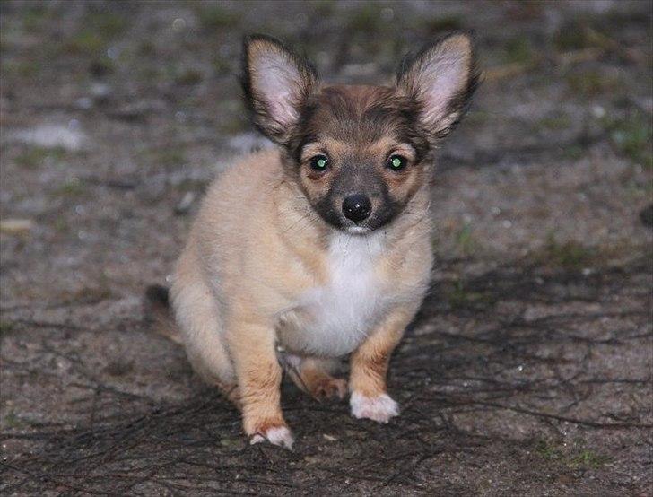 Chihuahua Sidney billede 14