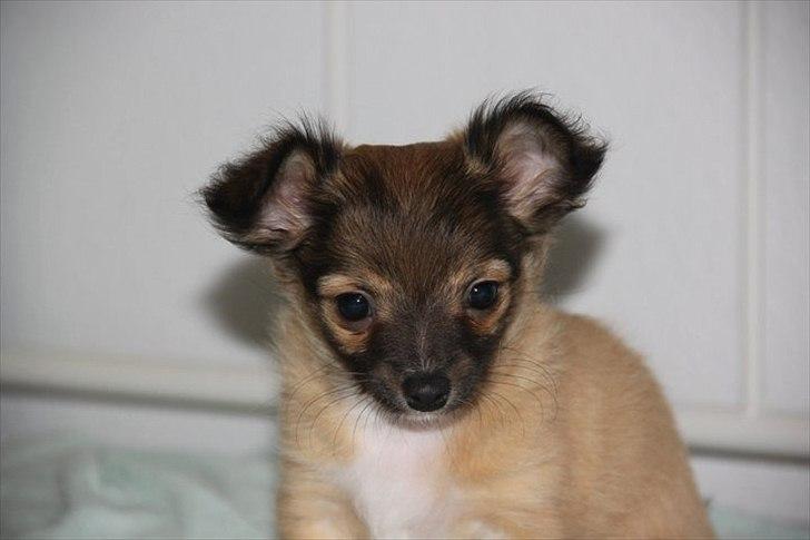 Chihuahua Sidney billede 15