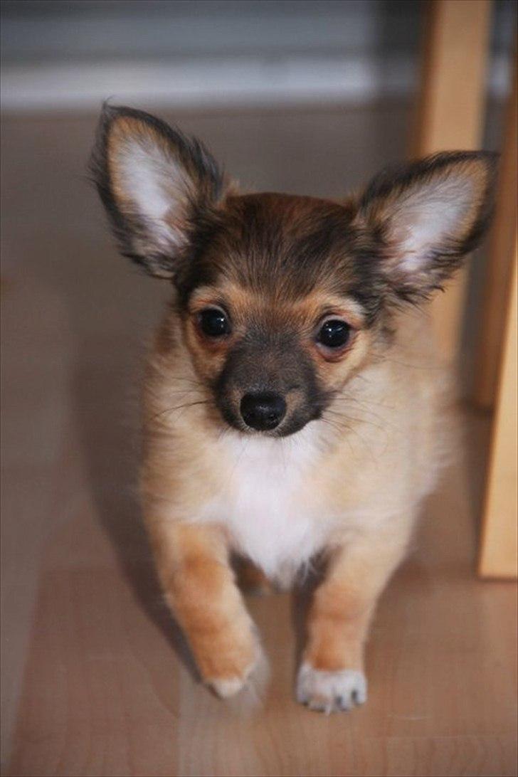 Chihuahua Sidney billede 16