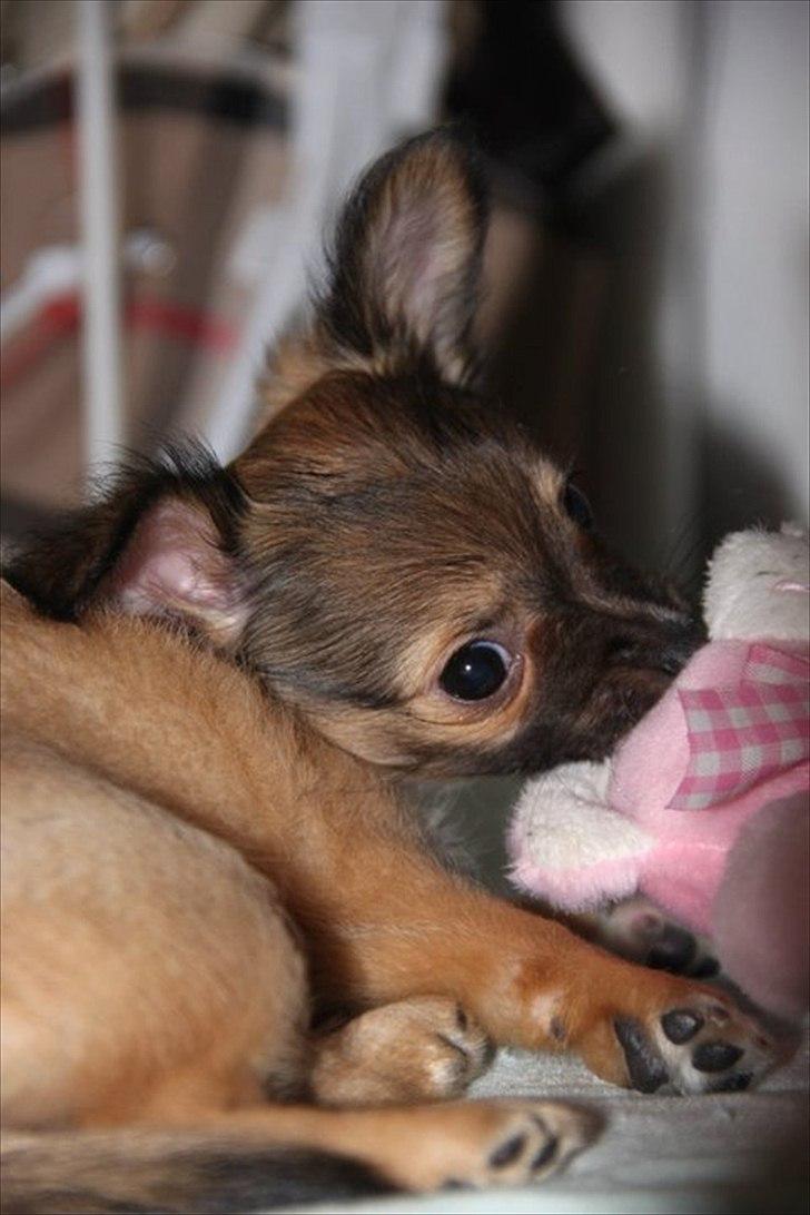 Chihuahua Sidney billede 17