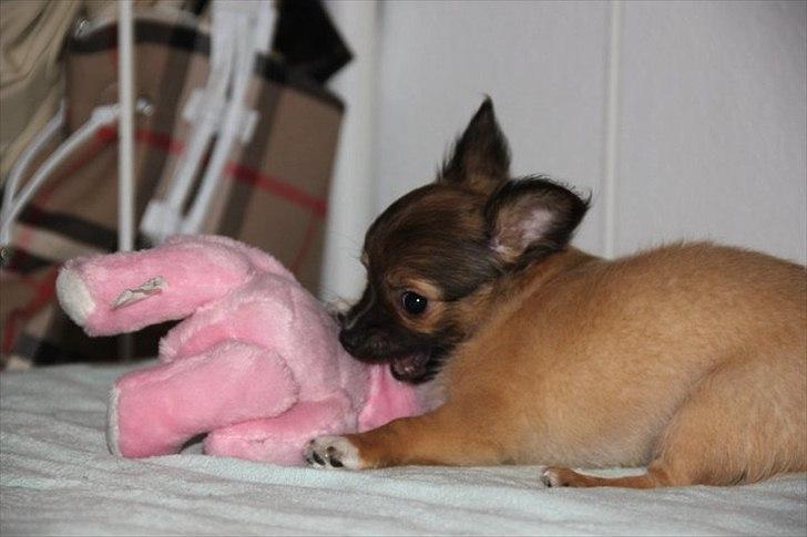 Chihuahua Sidney billede 18