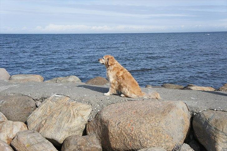 Golden retriever | Malde - Malde på havnen, glæder sig til han skal ud i vandet. billede 2