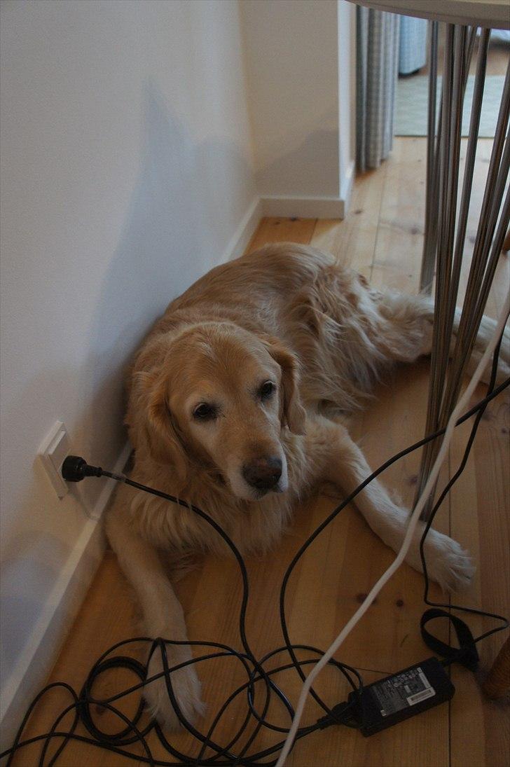 Golden retriever | Malde - Han elsker at ligge de mest mærkelige steder. billede 5