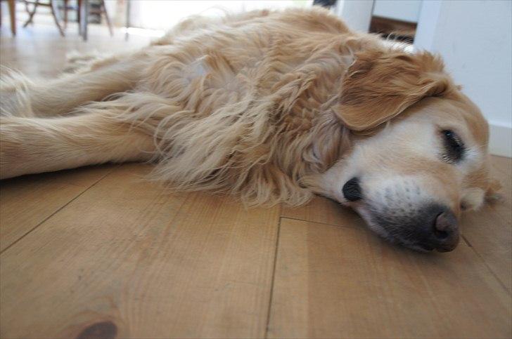 Golden retriever | Malde - Sove tryne :-P. billede 8