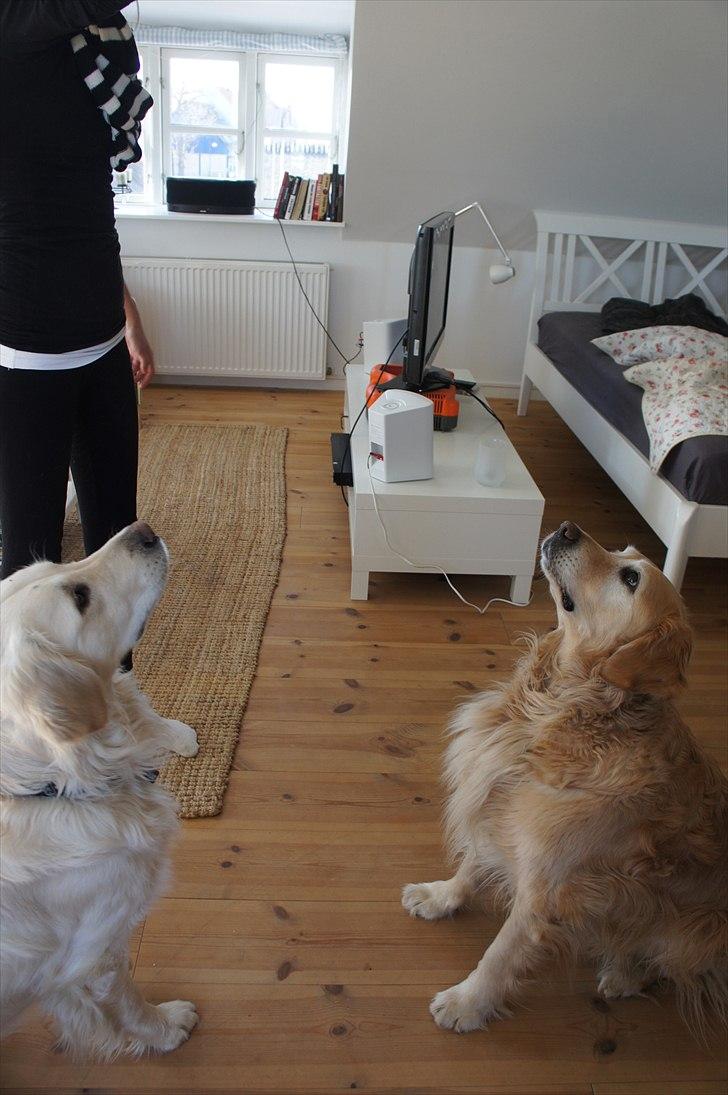 Golden retriever | Malde - Malde & Buller igen sammen <3. billede 9
