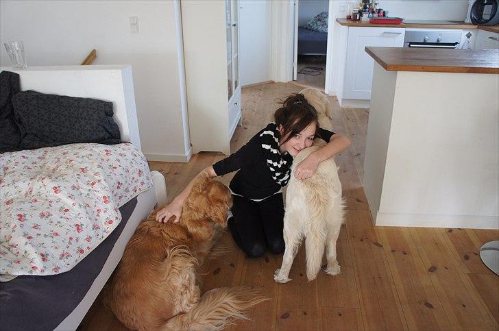 Golden retriever | Malde billede 12