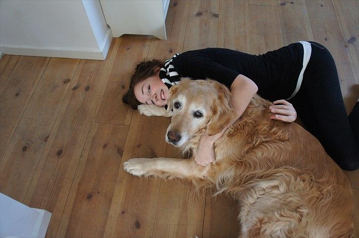 Golden retriever | Malde - Hehe, jeg elsker dig. billede 14
