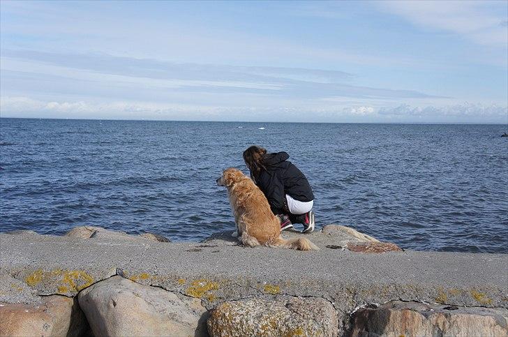 Golden retriever | Malde billede 16