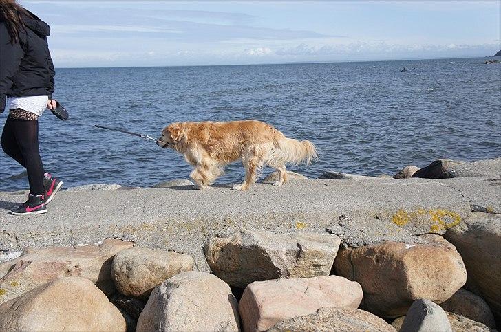 Golden retriever | Malde billede 17