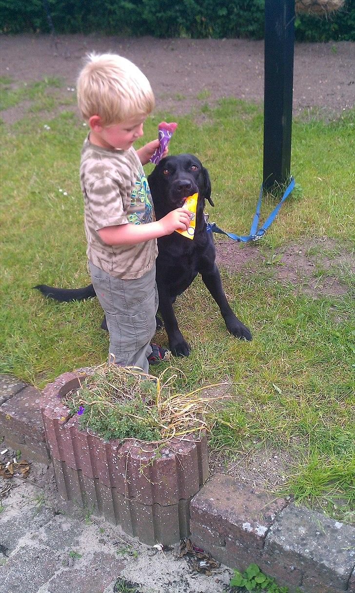 Labrador retriever Freja - Frederik og Freja spiser is sammen :) billede 1