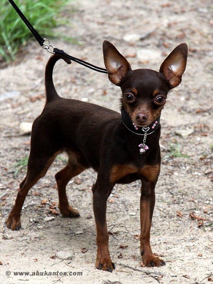 Prazsky krysarik Tiny billede 20