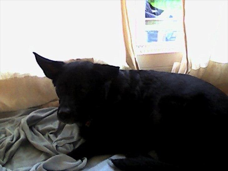 Blanding af racer Molly - Lidt træt. xD billede 3