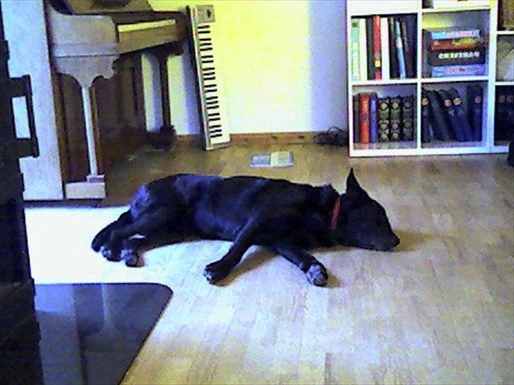 Blanding af racer Molly - Man har vel lov til at være træt.... altid! :D billede 4