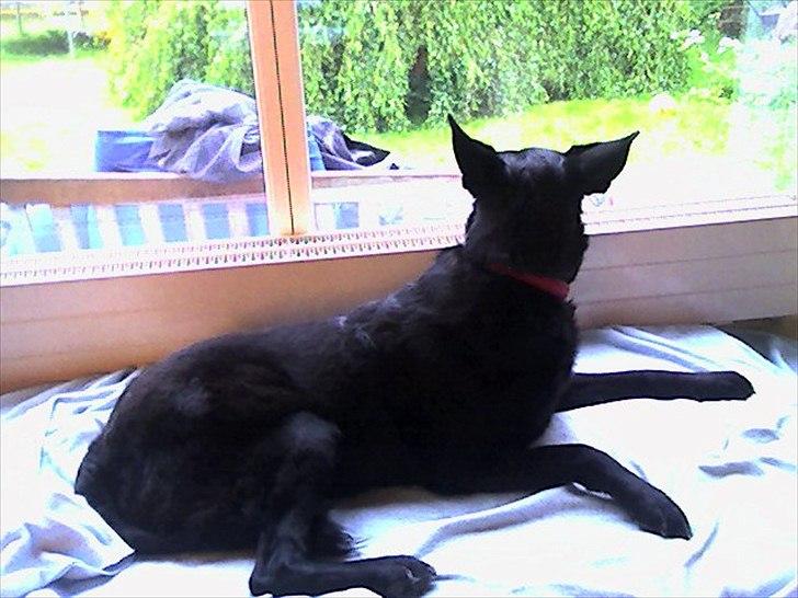 Blanding af racer Molly - Der var nogen fugle. billede 5