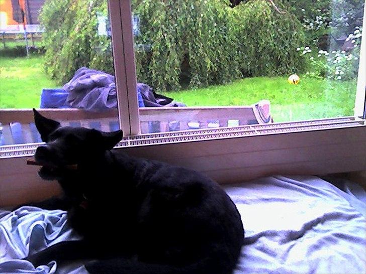 Blanding af racer Molly - Nuuurh. <3 billede 6