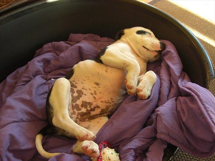 Staffordshire bull terrier Buster - Buster er halv leopart!  billede 10