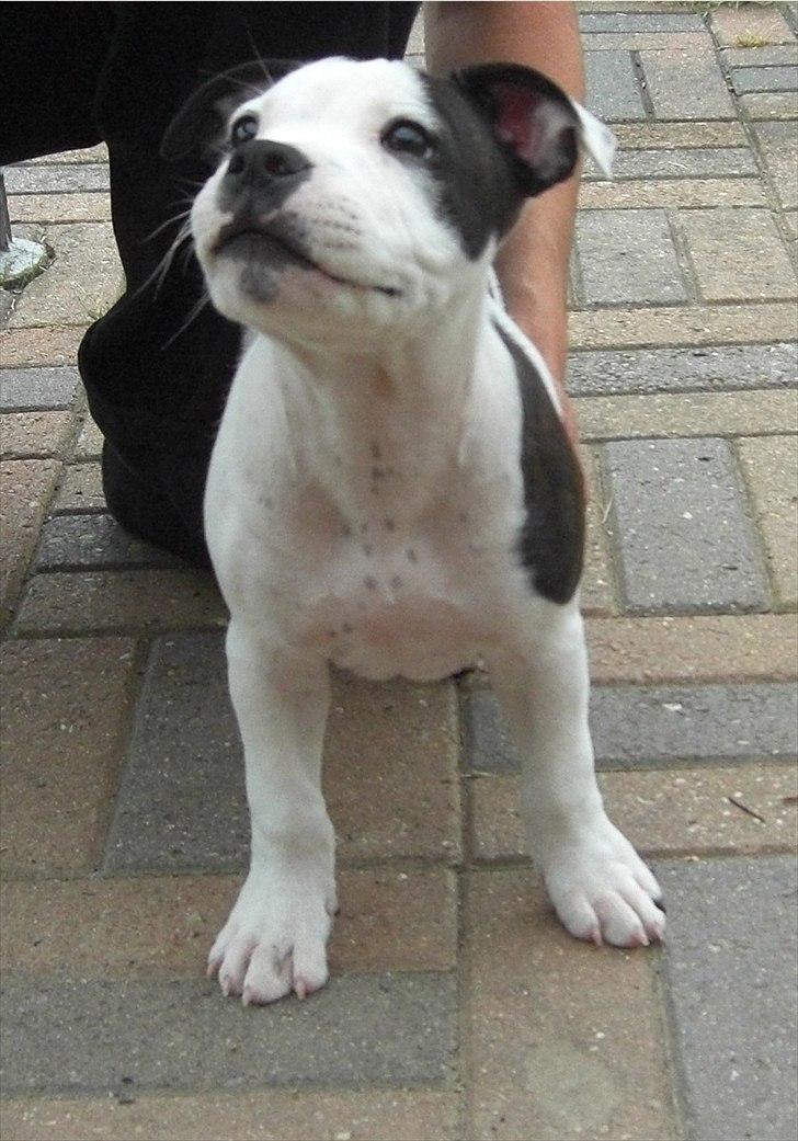 Staffordshire bull terrier Buster billede 4