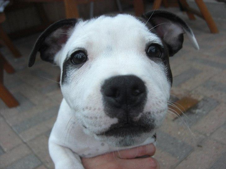 Staffordshire bull terrier Buster billede 11
