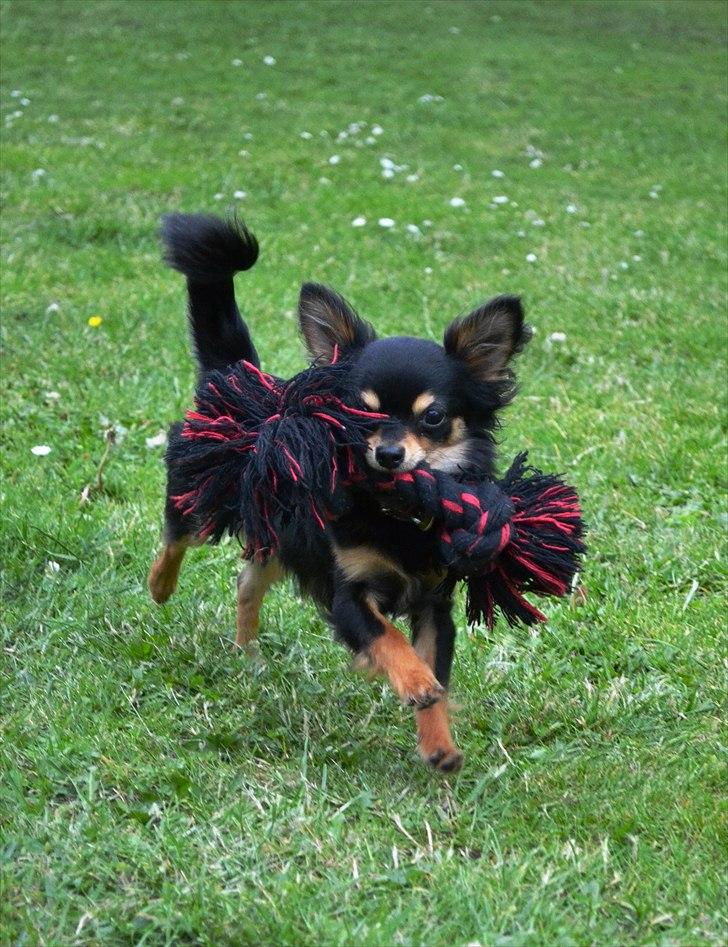 Chihuahua Mickey billede 15