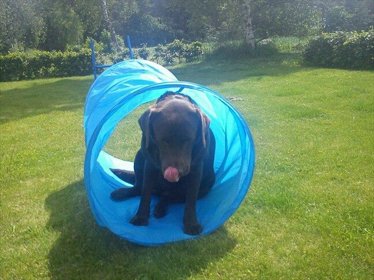 Labrador retriever Choco R.i.p - dejligt med skygge billede 1
