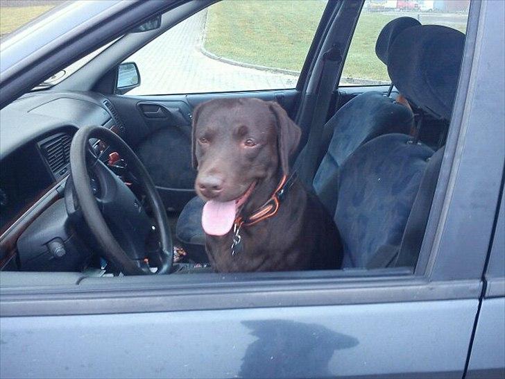 Labrador retriever Choco R.i.p - PAS PÅ Hund bag rat billede 2