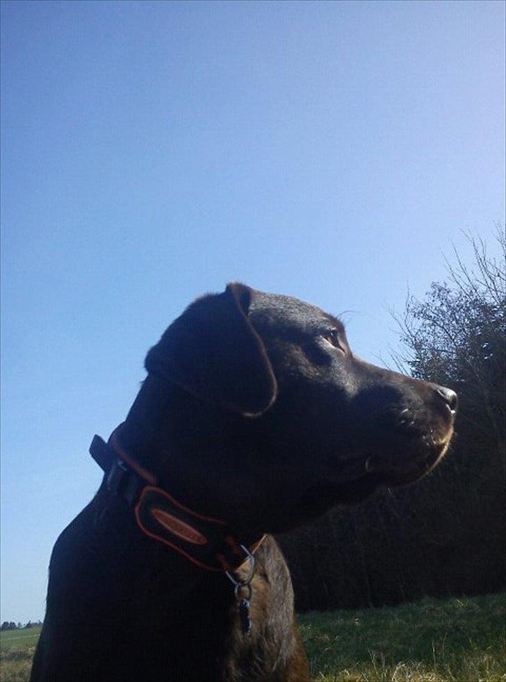 Labrador retriever Choco R.i.p - Smuk  billede 3