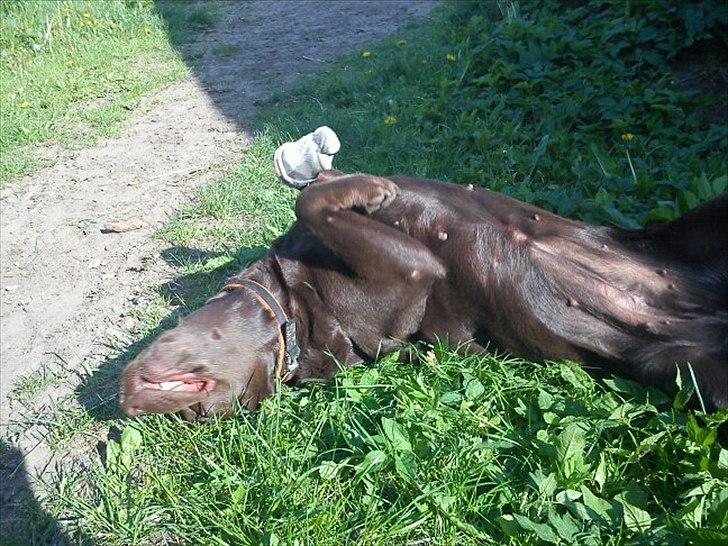 Labrador retriever Choco R.i.p - rulletur billede 4