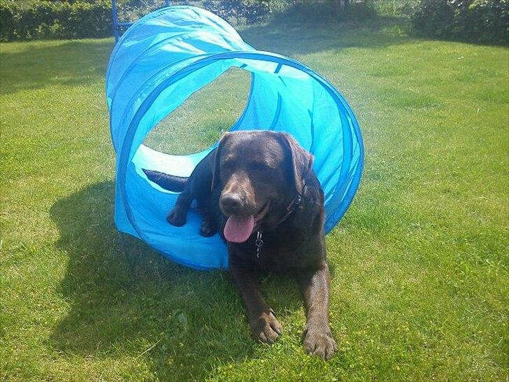 Labrador retriever Choco R.i.p - afslapping billede 5