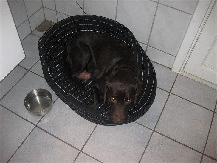 Labrador retriever Choco R.i.p - zzzzzzzz billede 6