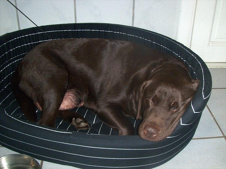 Labrador retriever Choco R.i.p - træt træt billede 7