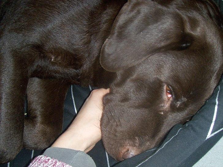 Labrador retriever Choco R.i.p - zzzzzzzzzzzzz billede 8