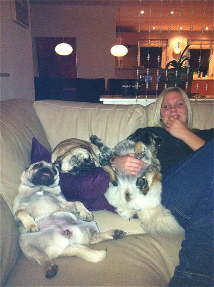 Mops Abby-Nala - Abby (Farmor)
Mitzy (Faster)
Merle (barnebar/niece) 
de alle 3 flader ud   billede 5