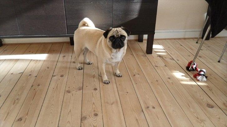 Mops Abby-Nala billede 19