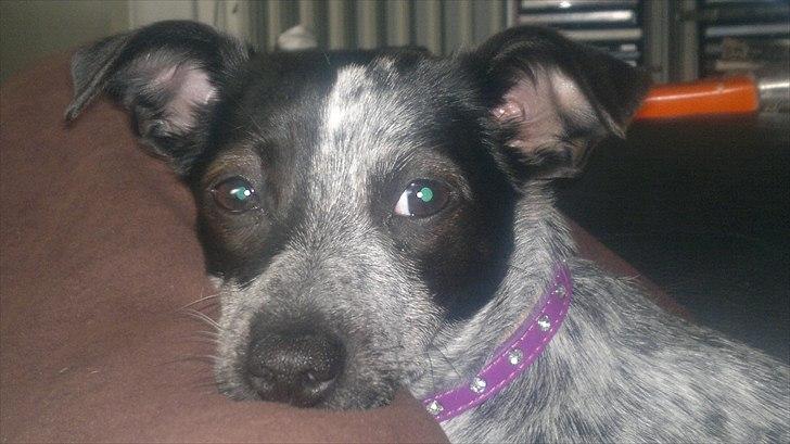 Blanding af racer Dansk/svensk gårdhund - Efter en lang dag er man træt billede 1