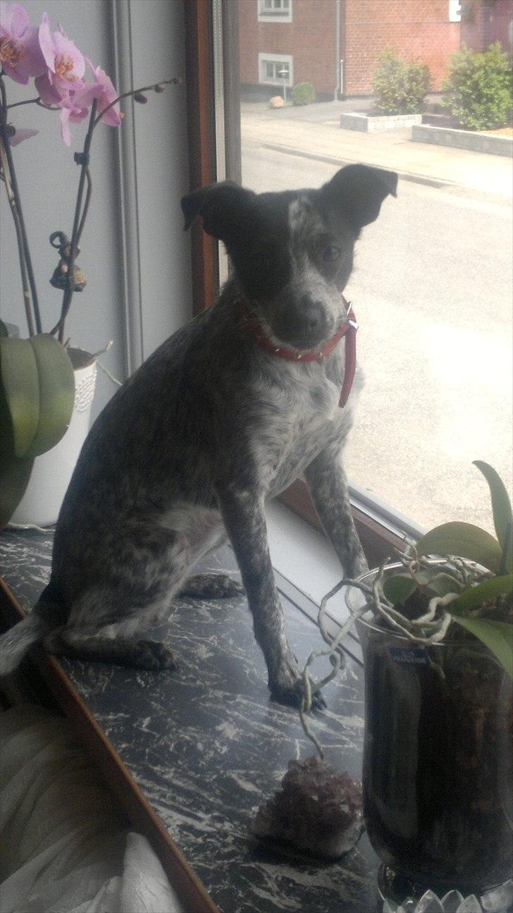 Blanding af racer Dansk/svensk gårdhund - Man skal jo holde øje med hvem der kommer :-) billede 2